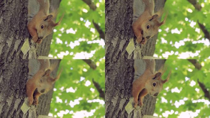 可爱的松鼠在爬树吃坚果