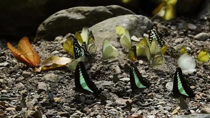 热带森林中的蝴蝶