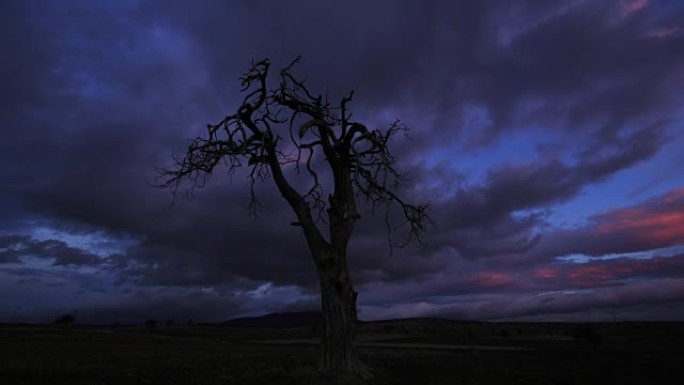 清晨的枯树和云景夜晚阴雨天大树