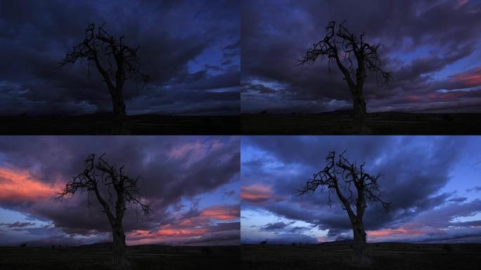 清晨的枯树和云景夜晚阴雨天大树