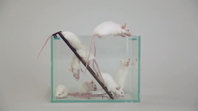 玻璃容器中的白化小鼠