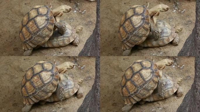 巨型陆龟巨型陆龟交配繁殖繁衍