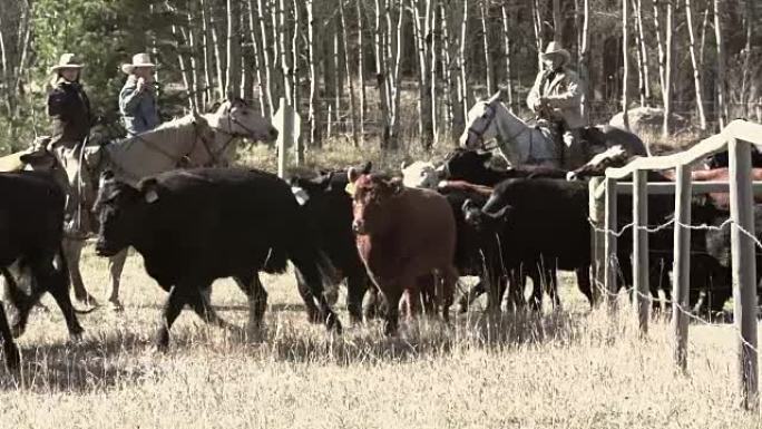 牛仔在年度综述中放牧并计算牛
