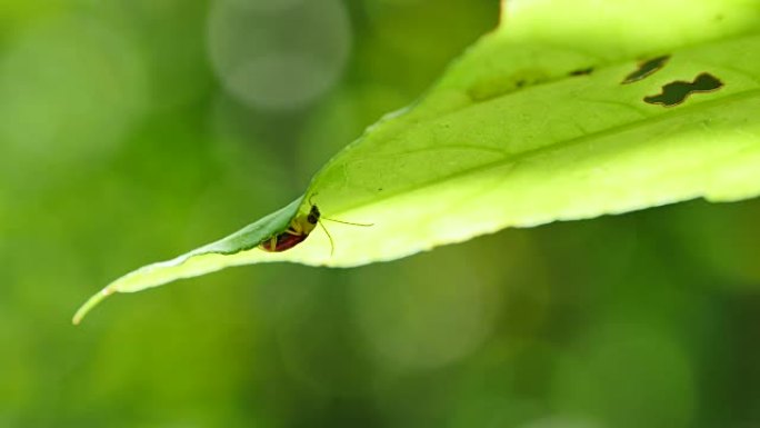 泰国雨林叶子上的昆虫。