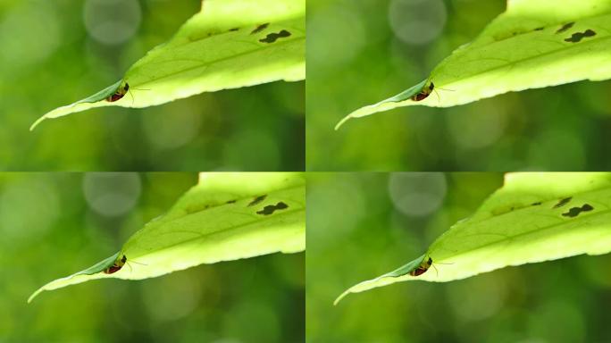 泰国雨林叶子上的昆虫。