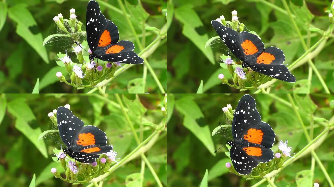 深红斑蝶