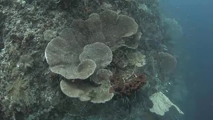 印度尼西亚海底巨型白菜珊瑚形成