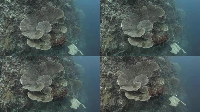 印度尼西亚海底巨型白菜珊瑚形成