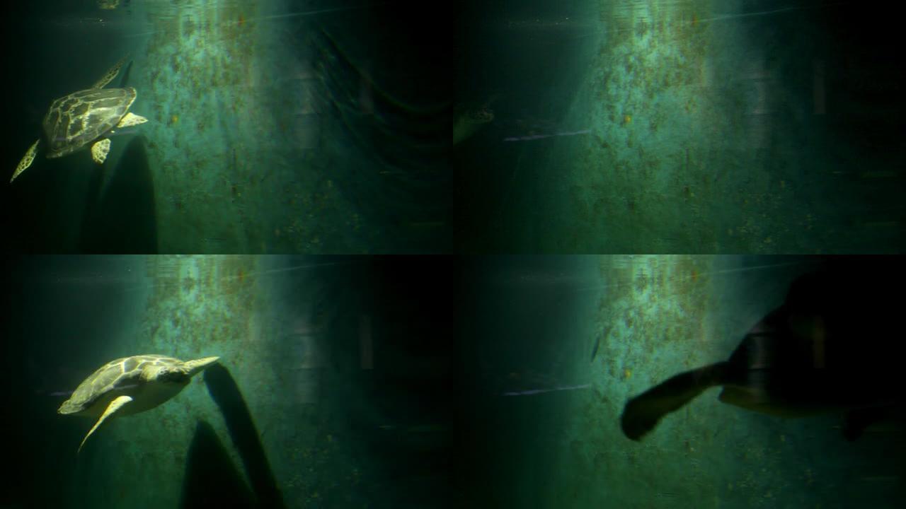 黑暗中游泳的乌龟海洋世界海龟动物园海龟