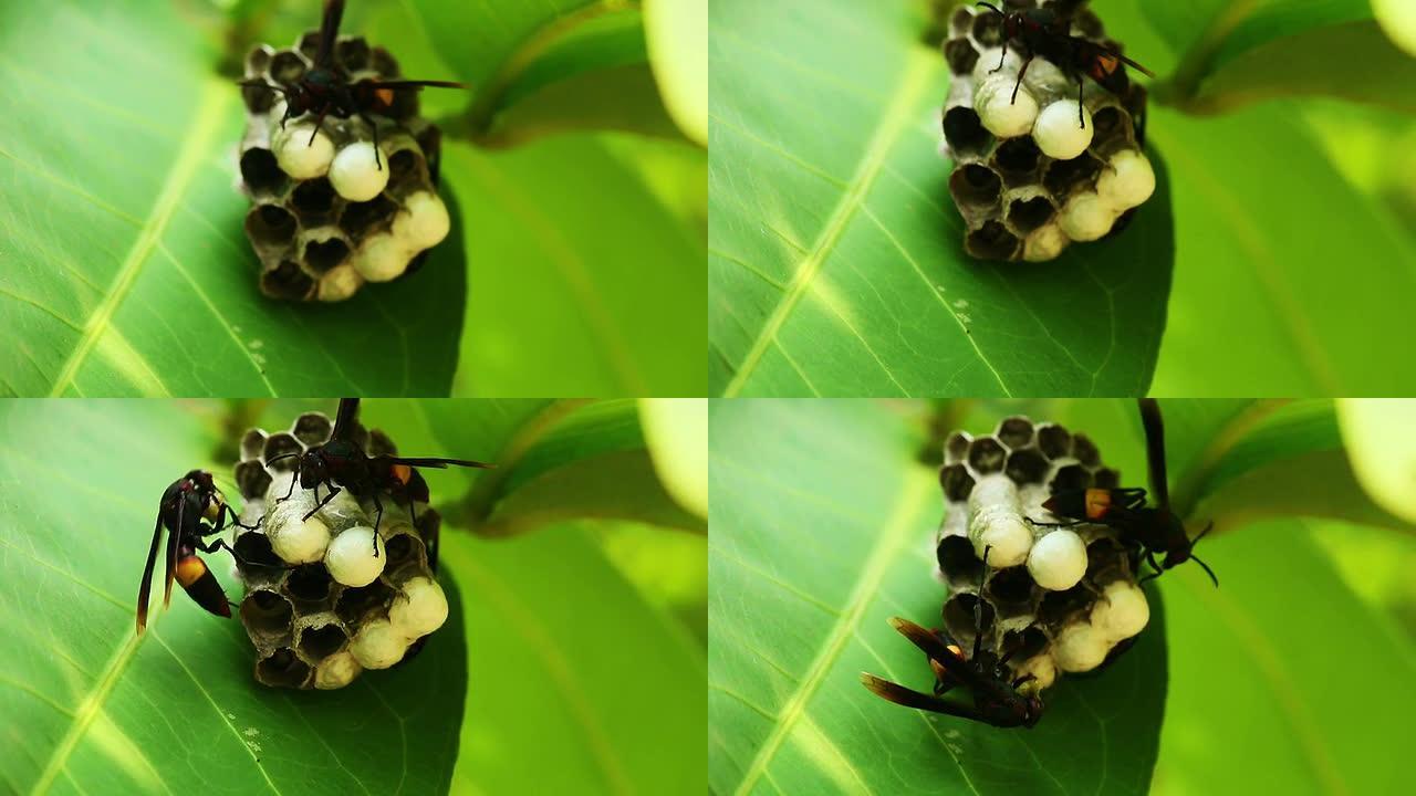 黄蜂巢是一片叶子黄蜂巢是一片叶子