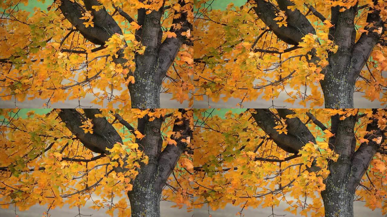 秋天的枫树树叶黄了树林生态枝繁叶茂