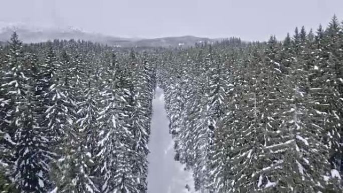 云杉森林环绕的空中雪道