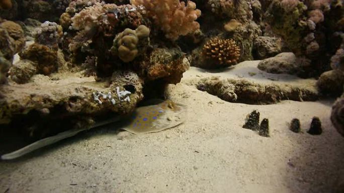 黄貂鱼景观鱼潜水鱼类海底世界