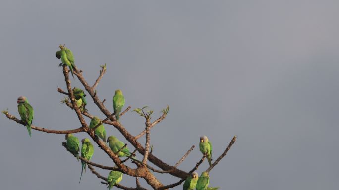 一群野生鹦鹉聚集在春天萌发嫩叶的树枝上
