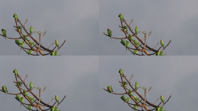 一群野生鹦鹉聚集在春天萌发嫩叶的树枝上