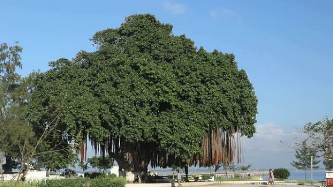 莫桑比克岛上的一棵大树