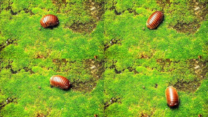 潮虫大自然绿色生态蚂蚁