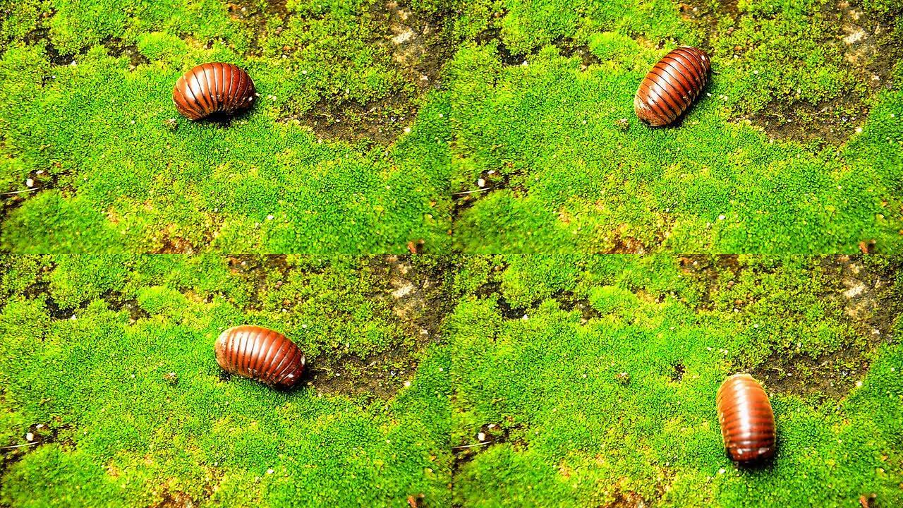 潮虫大自然绿色生态蚂蚁