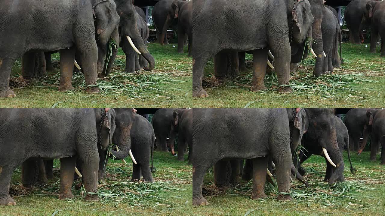 泰国素林的亚洲象旅游旅行象群吃草吃东西