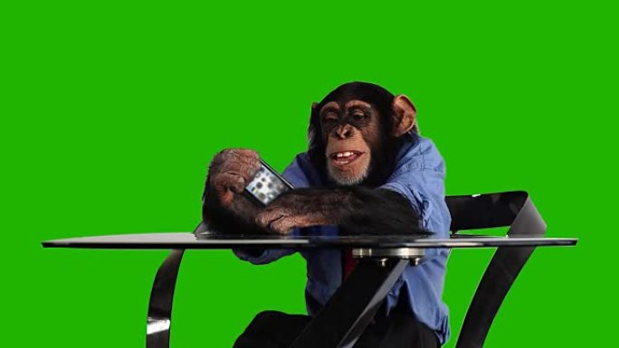 绿屏猴子智能手机绿幕抠像灵长类动物上班摸