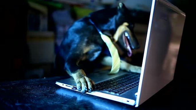 带领带的狗使用笔记本电脑