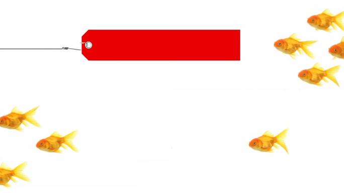 金鱼在带有红色标签的钩子后游泳