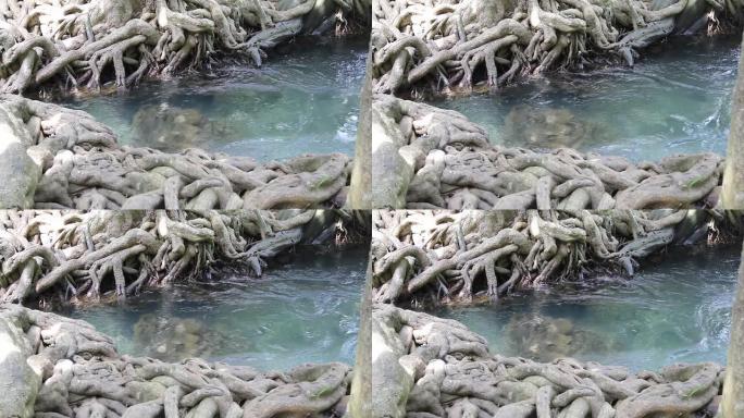 溪和美丽的根（泰国甲米）。