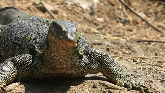 亚洲水监测蜥蜴（Varanus salvator salvator）