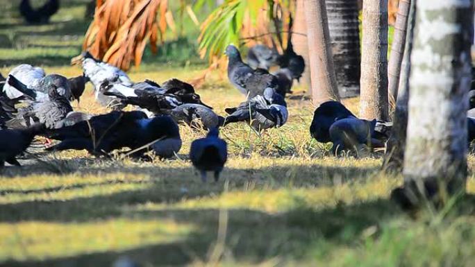 鸽子野生动物保护生物生态飞翔飞鸟