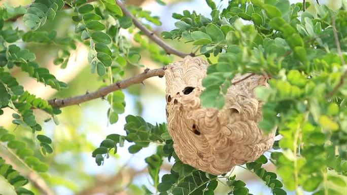 黄蜂蜂巢树枝上的蜜蜂窝挂在枝头随风摇曳