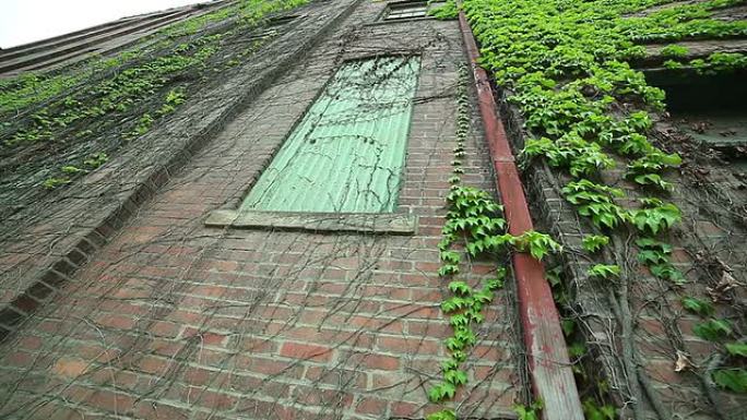 红砖砌成的古老建筑，墙上长着绿色常春藤