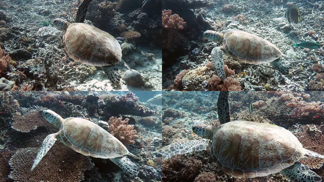 海龟清澈的海水倒影波光粼粼特写
