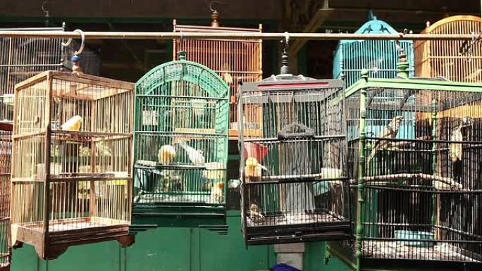 鸟笼亚洲市场雅加达爪哇印度尼西亚