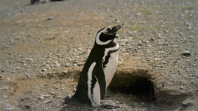 麦哲伦企鹅