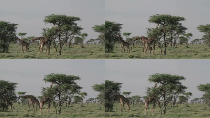 长颈鹿在吃树冠非洲