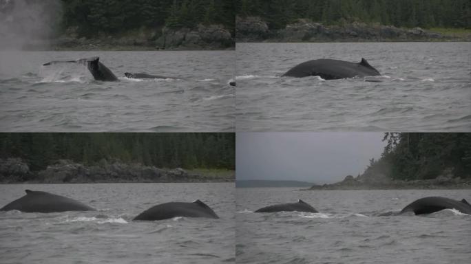 座头鲸阿拉斯加南极新英格兰杀手守望捕鲸之旅