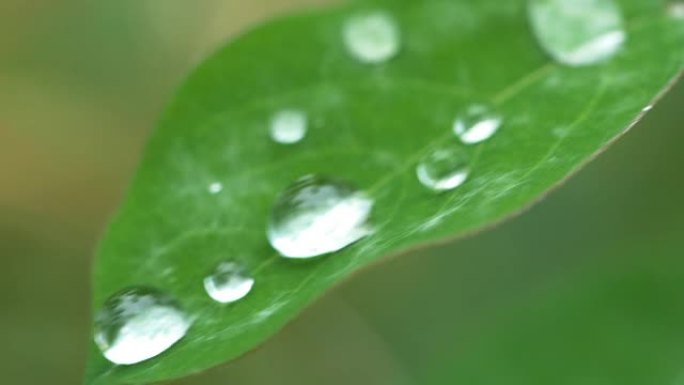雨后水滴在草地上叶子上的水珠