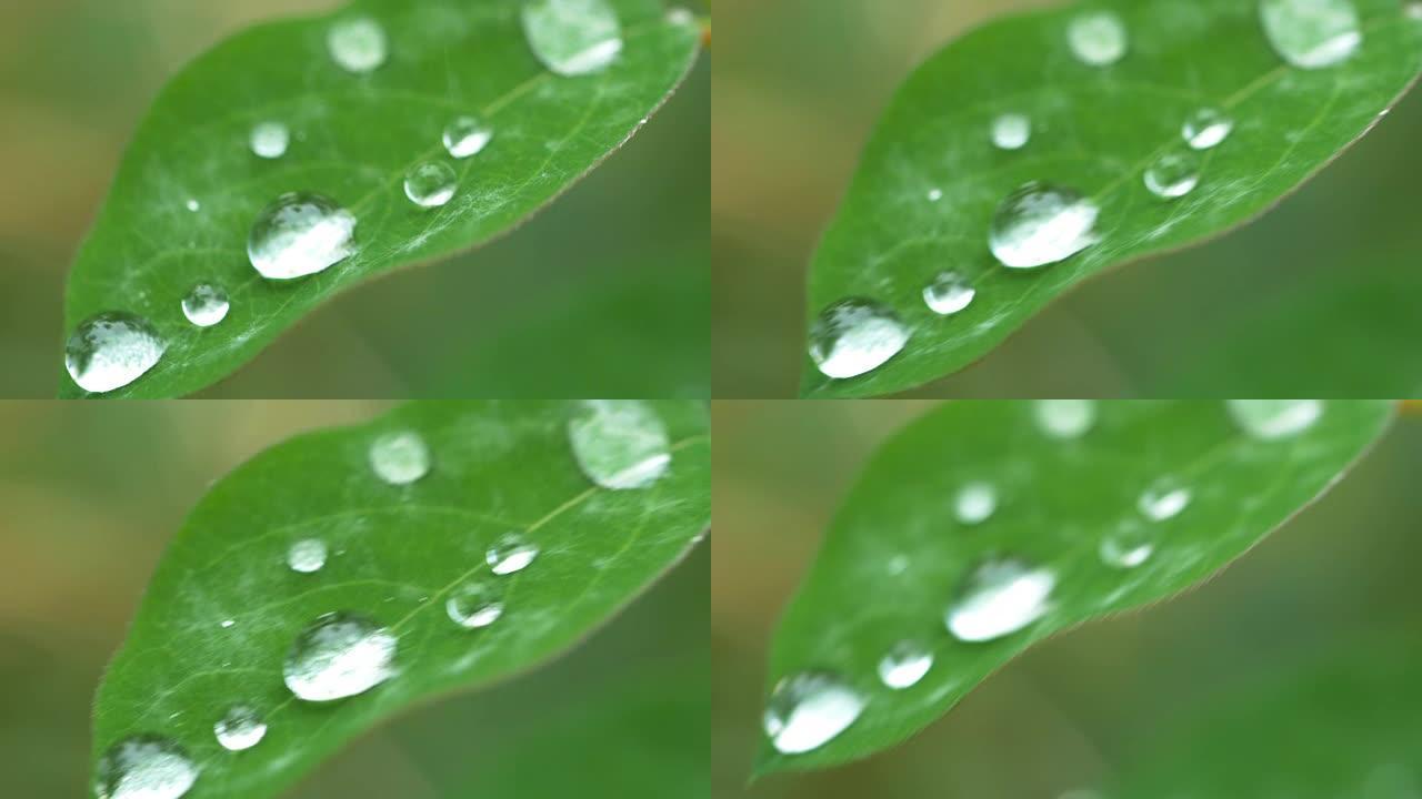 雨后水滴在草地上叶子上的水珠