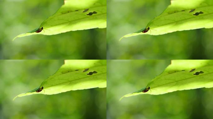 绿叶上的昆虫。绿叶上的昆虫焦散