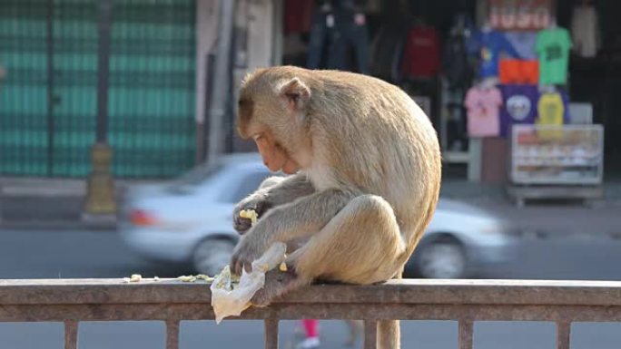 猴子在泰国华富里市吃水果