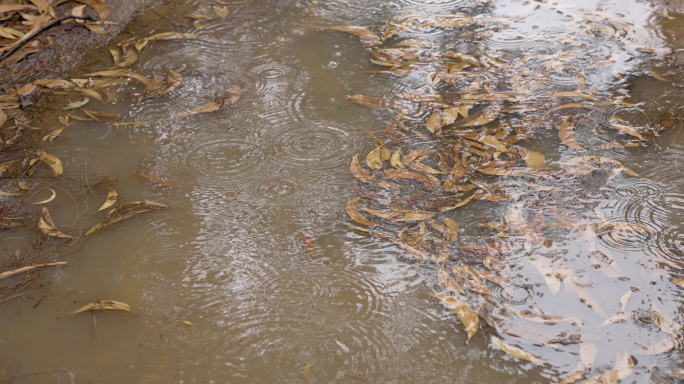 雨水落叶水坑