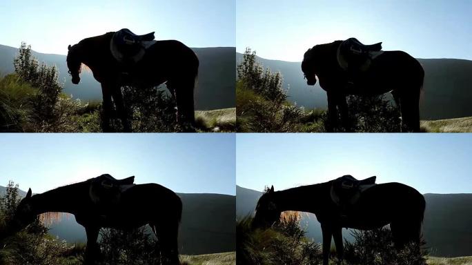 马在厄瓜多尔阿尔古纳莫詹达的山上吃草