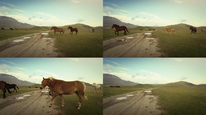 马在田野上奔跑马在田野上奔跑