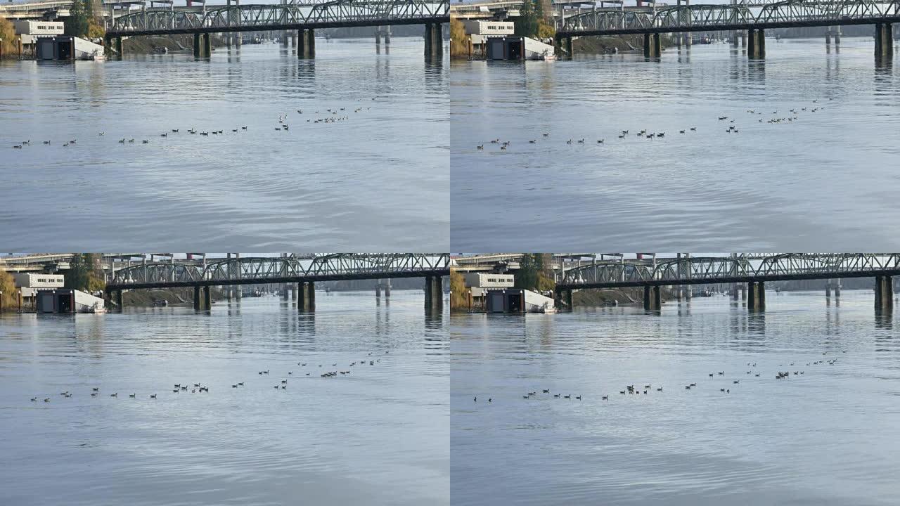 俄勒冈州波特兰4k Wllamette河的鸭子