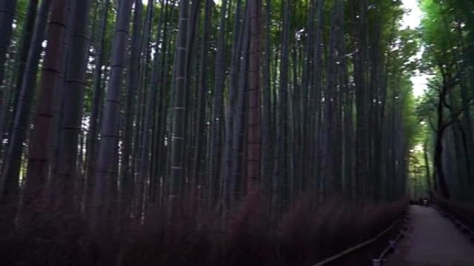 京都岚山的竹林京都岚山的竹林