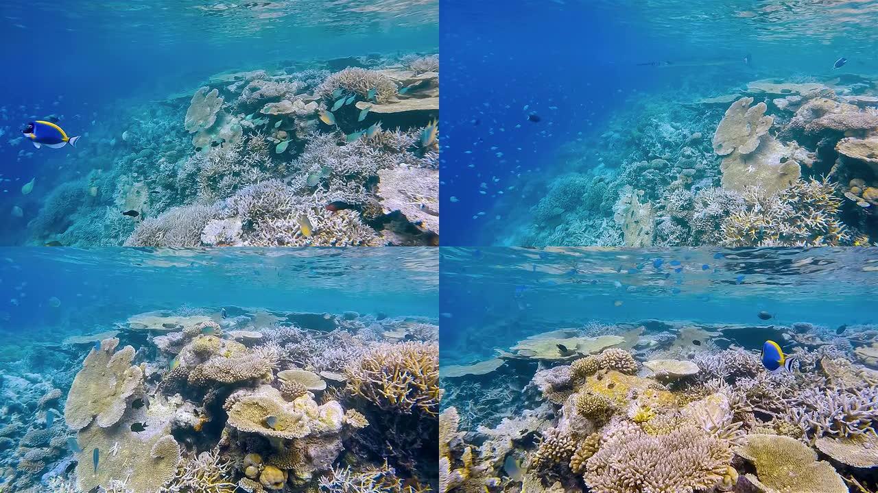 珊瑚礁上的热带鱼群-马尔代夫