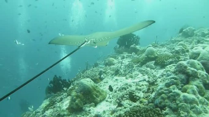 老鹰宝宝在飞翔海底世界生物多样性鹞鱼魔鬼