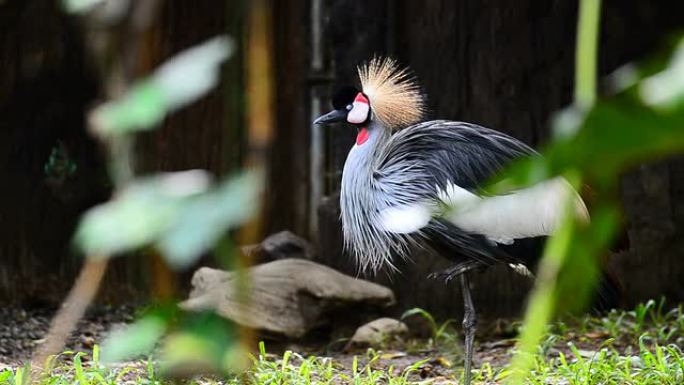 高清: 野生动物保护区的冠鹤