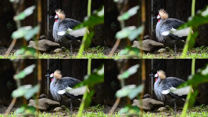 高清: 野生动物保护区的冠鹤