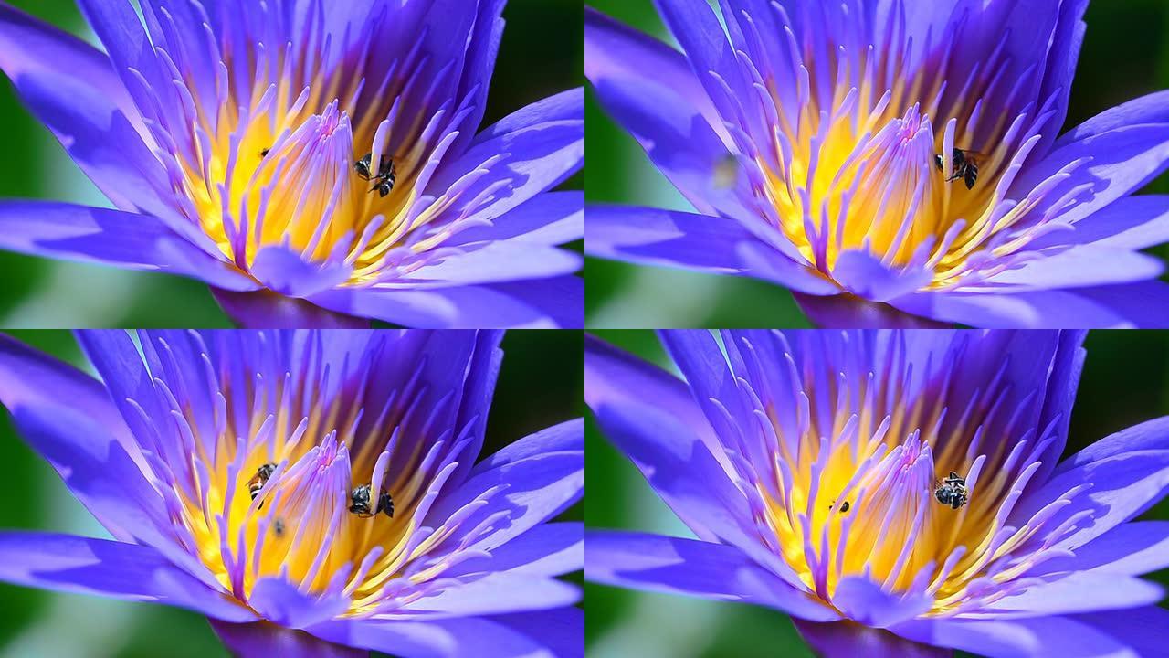 紫莲